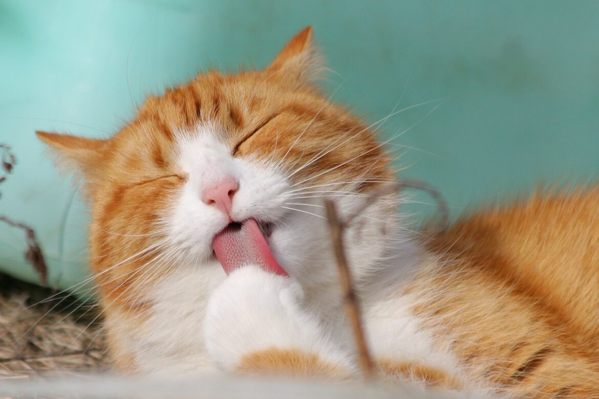 Żwirek dla kota – dlaczego warto wybrać żwirek bentonitowy. Sprawdź!